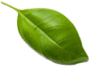 leaf62.png